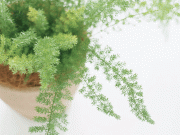 金ケ崎町社会福祉協議会指定居宅介護支援事業所